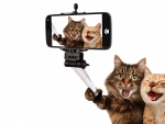 Cat Couple Selfie