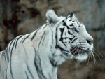 White-Tiger