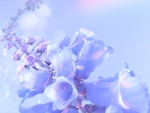 Flower CG art