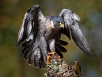 Peregrine-falcon