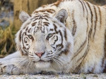 White Tiger