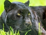 Panther