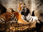 Tigress And The Cub
