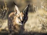 Caracal