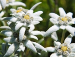 Edelweiss