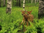Baby Deer