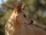Dingo