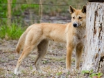 Dingo