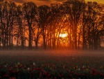 Tulip Field at Dawn