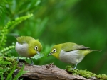 Japanese White-Eye birds