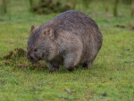 Wombat