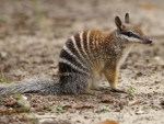 Numbat