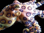 Blue Ringed Octopus