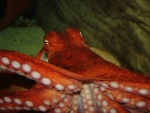 Giant Pacific Octopus