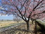 Bike Stands near cherry blossom tree