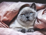 Blue-eyed-cat