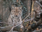 Lynx