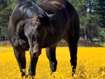 lovely horse in a spring field