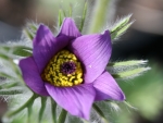Pasque Flower