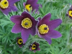 Pasque Flower