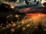 sunset over the flower field