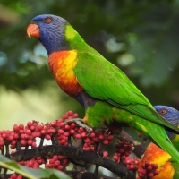 Lorikeet Feeding Off Umbrella Flower Spike