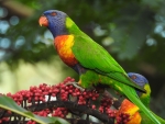 Lorikeet Feeding Off Umbrella Flower Spike