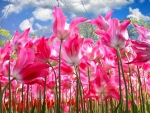 Pink Tulips