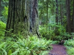 Praiire Creek Redwood State Park