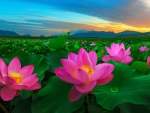 lotus field