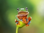Javan Flying Tree Frog