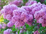 Lilacs