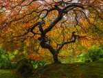 Japanese Maple Tree