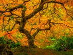 japanese maple tree