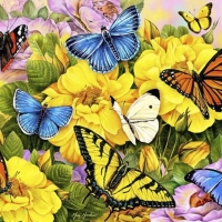 butterflies of yellow flowers