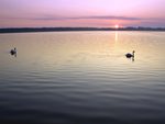 Swans Swin in the Morning