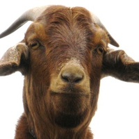 Hey!!  I'd like some hay....