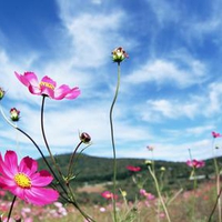 flower , Blue sky,colour flowers