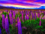 New Zealand lupine
