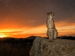 cheetah at sunset