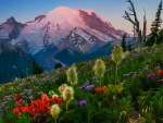 Cascade Range, Washington, Mount Rainier