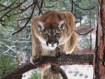 Cougar