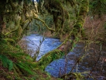 In the Oregon Jungle of Silver Falls State Park