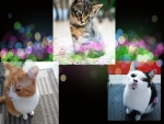 Collage of cats