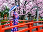 Sakura Blossoms, Japan