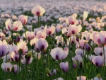 pink poppies