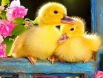 Cute little ducks