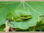 FRAMED FROG