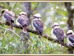FRAMED KOOKABURRA'S