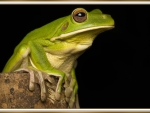 FRAMED FROG